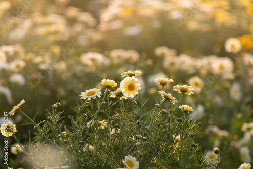 White daisies in sunrise light background 