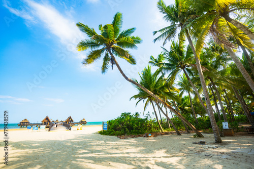 Beautiful view of coconut grove at Gaolong Bay beach in Wenchang, Hainan, China photo