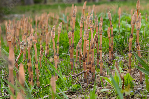 Equisetum arvense, the field horsetail or common horsetail, is an herbaceous perennial plant of the family Equisetaceae. Horsetail plant Equisetum arvense photo