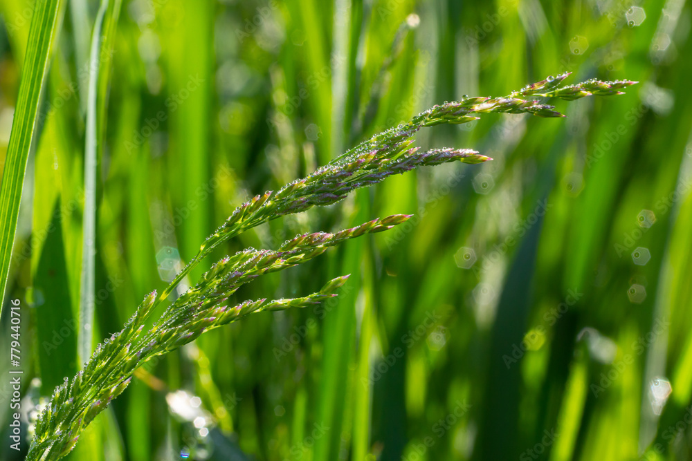 Fresh green grass with dew drops close up. Water driops on the fresh grass after rain. Light morning dew on the green grass Fresh green grass with dew drops close up. Water driops on the fresh grass after rain. Light morning dew on the green grass