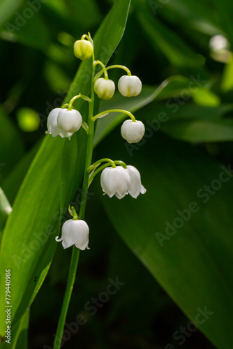 Lily of the Valley flowers Convallaria majalis with tiny white bells. Macro close up of poisonous flowering plant. Springtime herald and popular garden flower