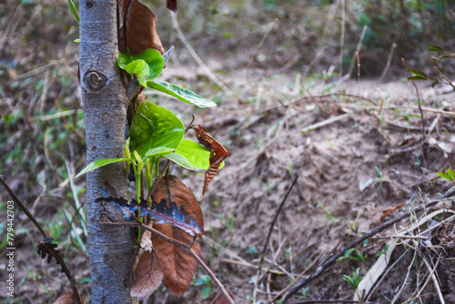 trees burned in summer Pollution causes global warming.