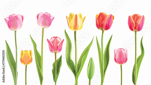 Spring tulip flowers in a row flat vector isolated on