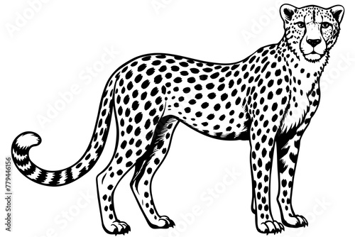 Fototapeta Naklejka Na Ścianę i Meble -  cheetah silhouette vector illustration