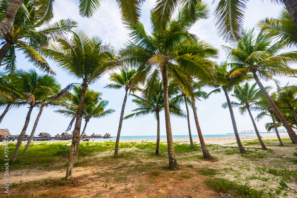 Beautiful view of coconut grove at Gaolong Bay beach in Wenchang, Hainan, China