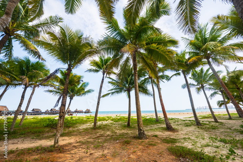 Beautiful view of coconut grove at Gaolong Bay beach in Wenchang  Hainan  China