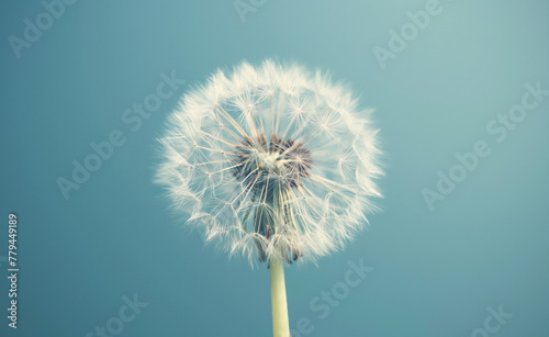 Dreamy Dandelion  A Close-Up Portrait with Soft Focus Background