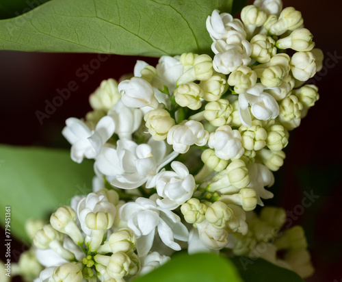 Fresh blossomed white lilac with green leaves