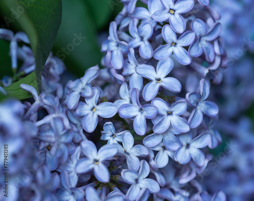 Fresh blossomed blue lilac with green leaves