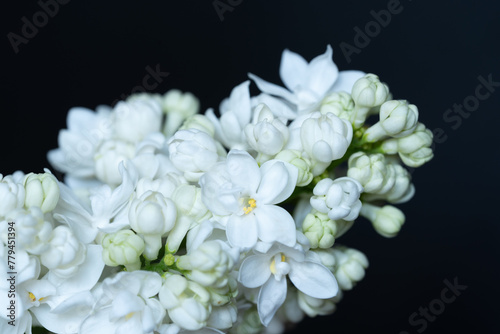 Fresh blossomed white lilac with green leaves