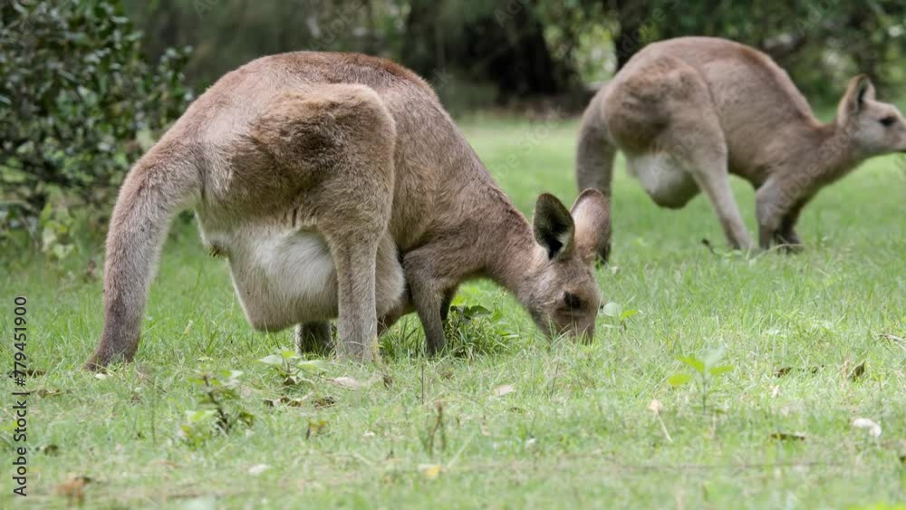 Tourist sightseeing walk past a mother and Joey Kangaroo feeding in a grassy field. Australia tourism wildlife Tourist sightseeing walk past a mother and Joey Kangaroo feeding in a grassy field. Australia tourism wildlife