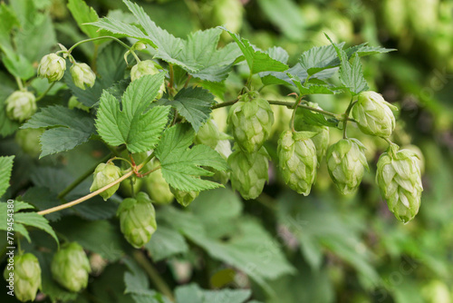 green hop branches growing close-up