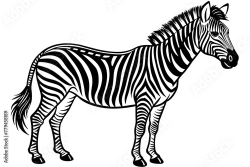 Fototapeta Naklejka Na Ścianę i Meble -  zebra silhouette vector illustration