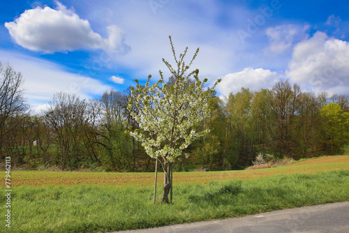 Spring landscape with blooming cherry trees on the roadside and a road in the foreground © bluejeansw