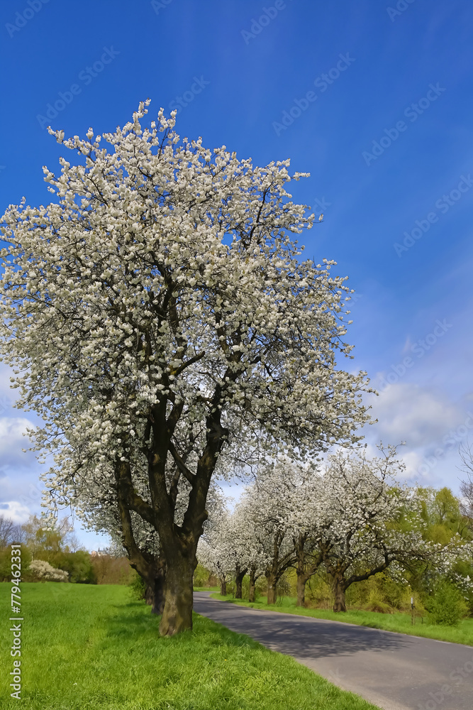 Spring landscape with blooming cherry trees on the roadside and a road in the foreground Spring landscape with blooming cherry trees on the roadside and a road in the foreground