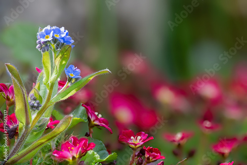 Closeup of forget-me-not flowers in a garden.