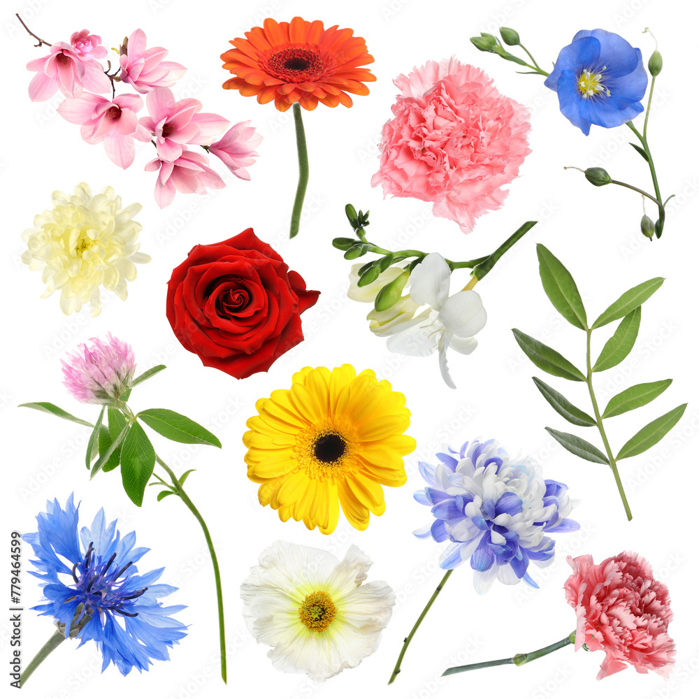 Different beautiful flowers isolated on white, set - obrazy, fototapety, plakaty 
