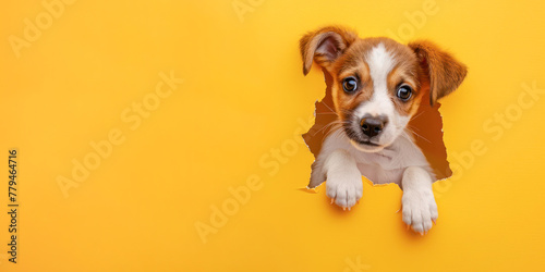 A heartwarming puppy pokes its head through a ripped yellow paper, embodying delight and playfulness, perfect for engaging advertising material. photo