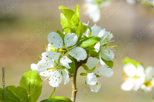 Luftige leichte helle Blüten an einem Schlehenbaum / Schlehdorn (lat.: Prunus spinosa) im Frühling, Blühender Obstbaum