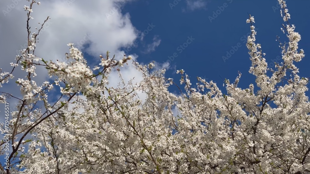 Branches of flowering cherry plums on a spring sunny day against the blue sky. Branches of flowering cherry plums on a spring sunny day against the blue sky.