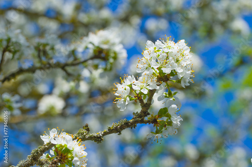 Blüten an einem Zweig eines Schlehenbaum / Schlehdorn (lat.: Prunus spinosa) im Frühling, Blühender Obstbaum