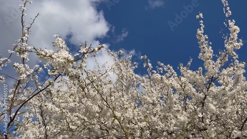 Branches of flowering cherry plums on a spring sunny day against the blue sky.