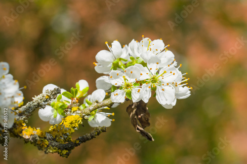 Blüten und Knospen an einem Schlehenbaum / Schlehdorn (lat.: Prunus spinosa) im Frühling, Blühender Obstbaum