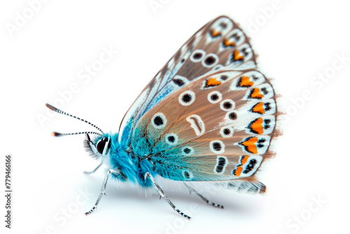 Beautiful Common Blue butterfly isolated on a white background. Side view photo