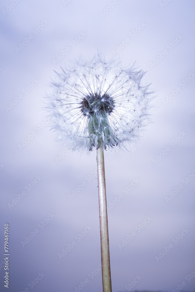 custom made wallpaper toronto digitalTaraxacum Dandelion flower petals color white red