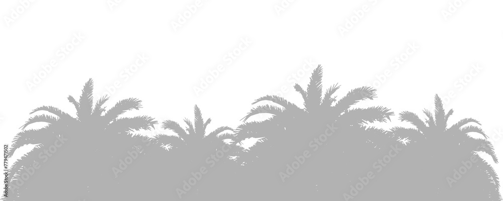 Abstract background of palm leaves or coconut leaves. Natural pattern, gray shadow. Copy space or empty. For advertisements, business cards, brochures and transparent background and png