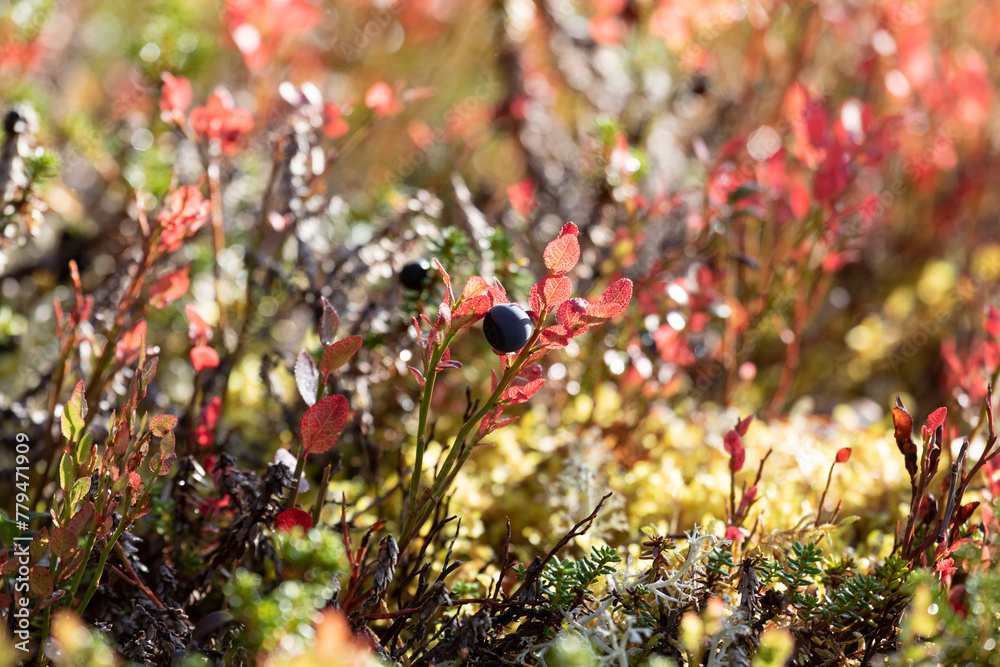 Blueberry bush with ripe berries close up Blueberry bush with ripe berries close up