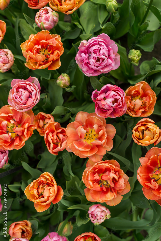Closeup shot of many blooming beautiful vibrant peony flowers
