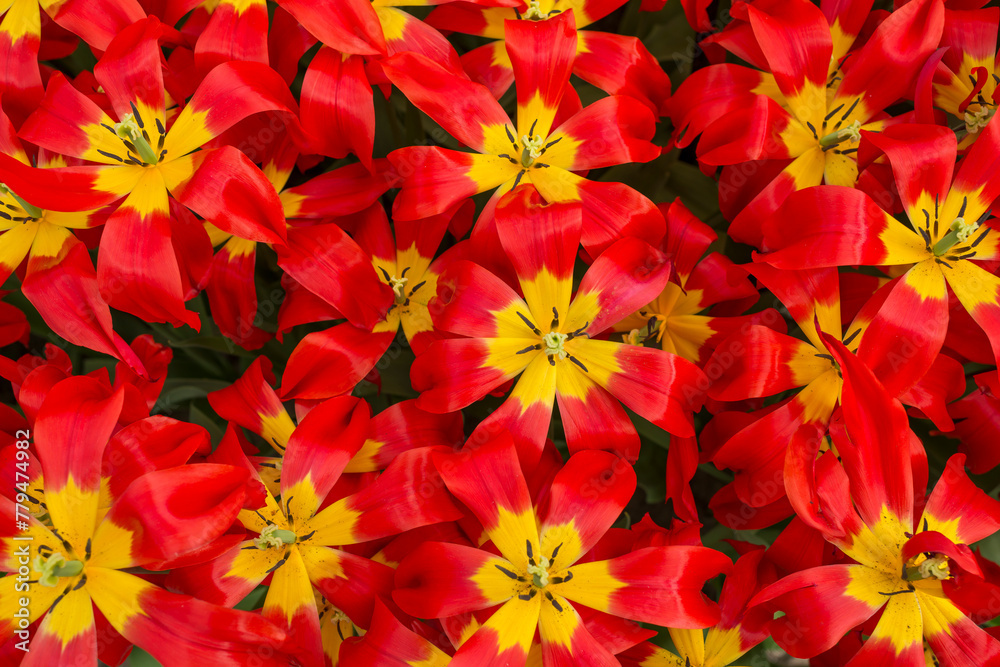 Closeup shot of many blooming beautiful vibrant red yellow tulip flowers