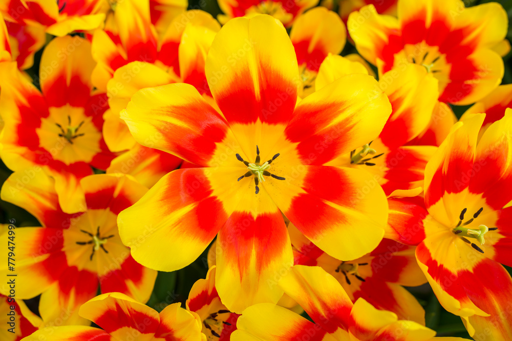 Closeup shot of many blooming beautiful vibrant yellow orange tulip flowers Closeup shot of many blooming beautiful vibrant yellow orange tulip flowers