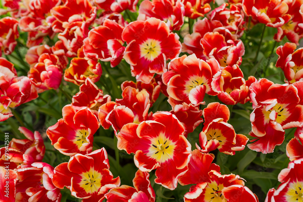 Closeup shot of many blooming beautiful vibrant red white tulip flowers Closeup shot of many blooming beautiful vibrant red white tulip flowers