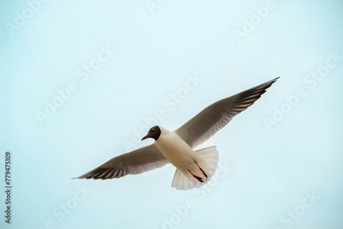 Photos Black-headed Gull (Larus ridibundus) in flight on the sky