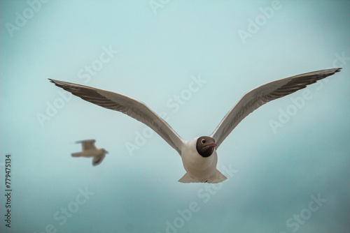 Photography A Black headed gull (Chroicocephalus ridibundus) flying
