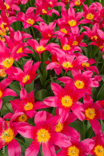 Closeup shot of many blooming beautiful vibrant pink yellow tulip flowers