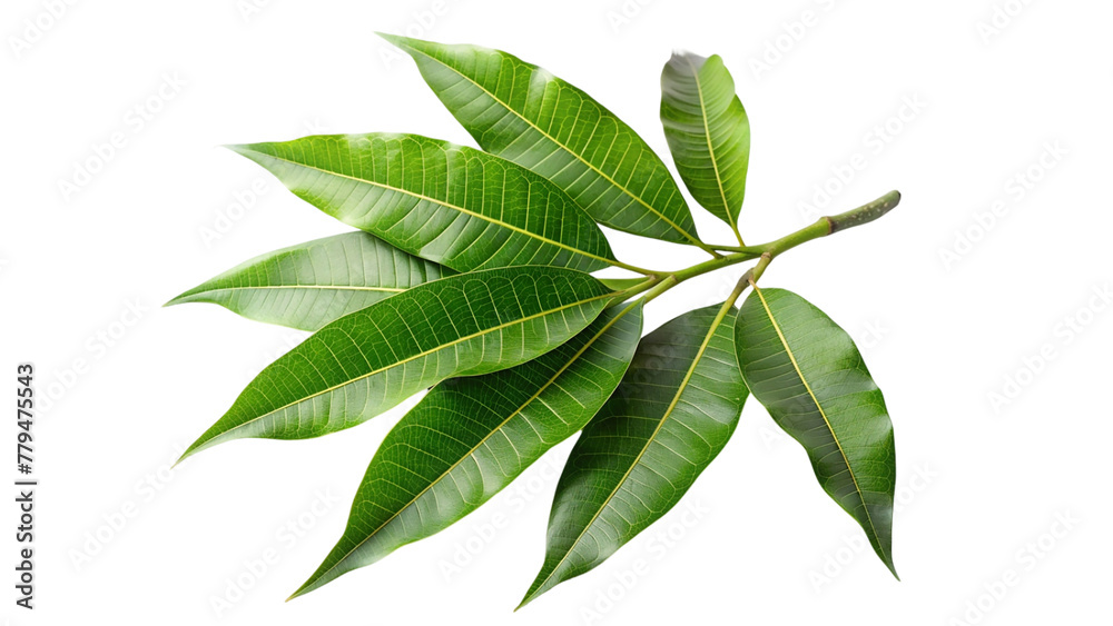 Mango leaves isolated on transparent background Mango leaves isolated on transparent background