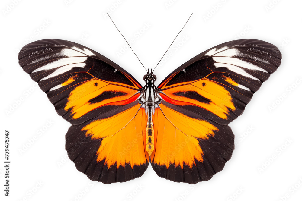 Fototapeta premium Beautiful Heliconius butterfly isolated on a white background with clipping path