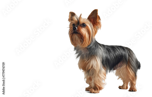 Elegant Yorkshire Terrier Standing on Transparent Background