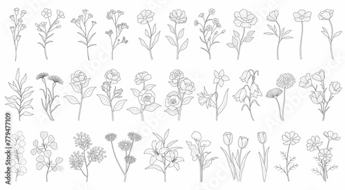 Vector Floral Drawing Set Isolated White Background