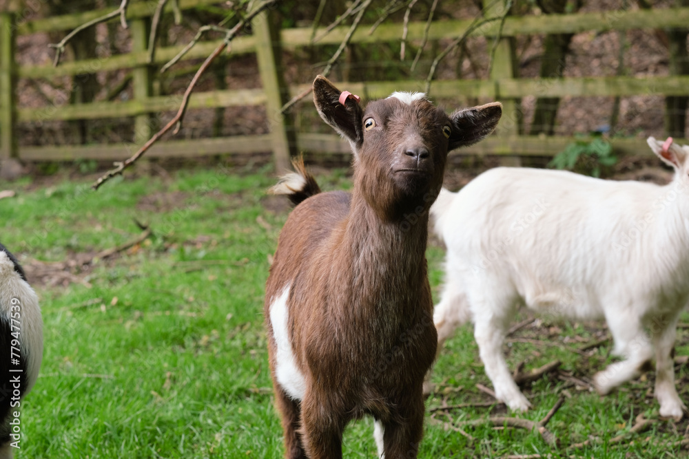 Obraz premium A brown goat