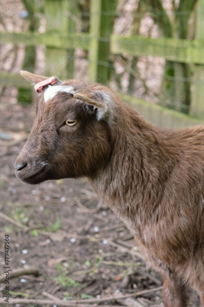 A brown goat with horns