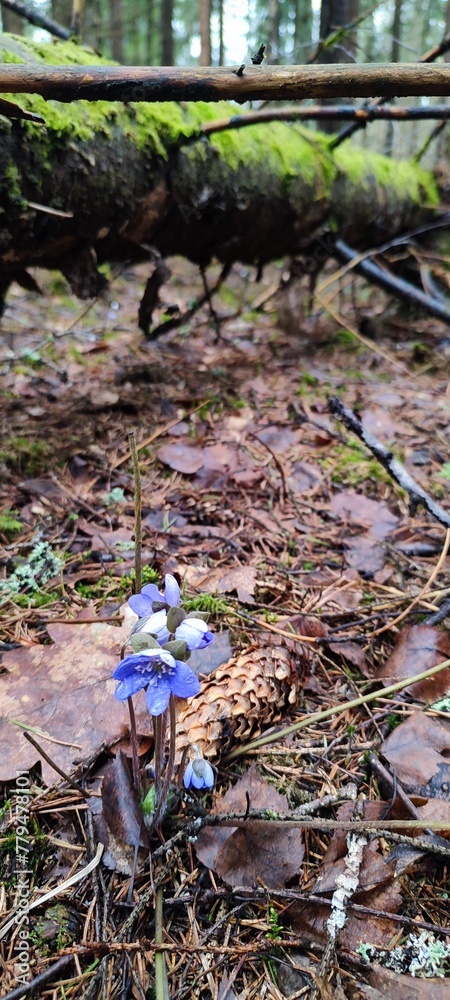 Obraz premium spring in the forest