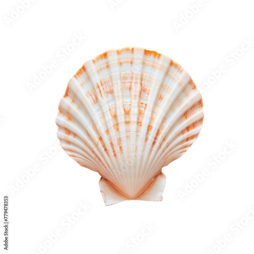 A shell on a Transparent Background