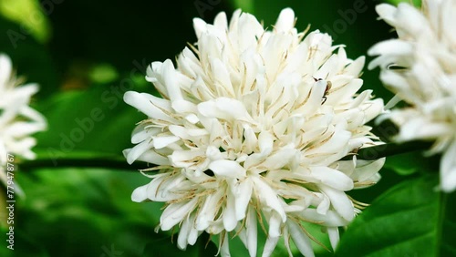 Red dwarf Honey bee on Robusta coffee blossom on tree plant with green leaf with black color in background. Petals and white stamens of blooming flowers