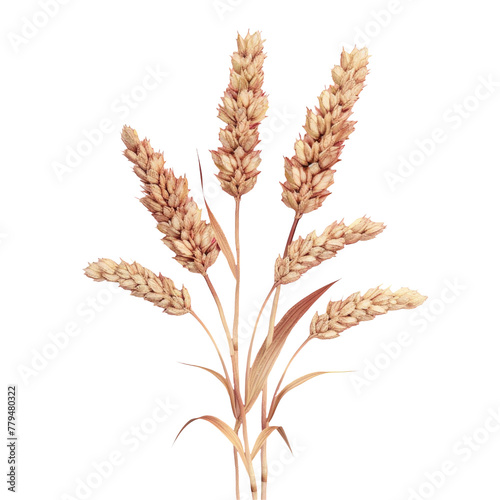 Three wheat stalks on Transparent Background photo