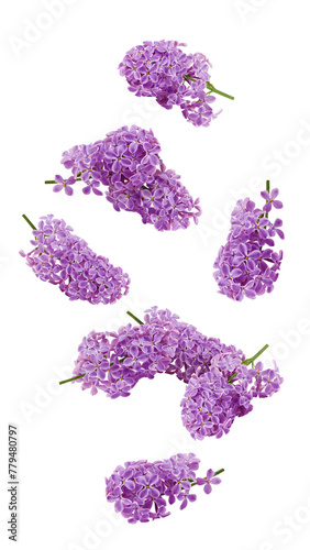 Falling lilac flower isolated on white background, full depth of field