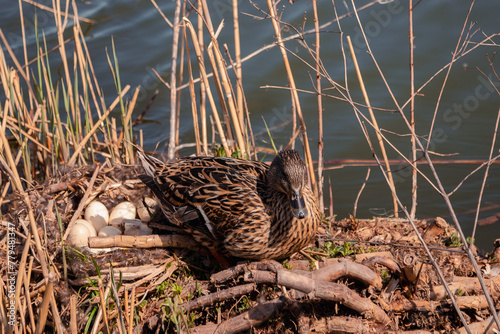 Mama duck hatches her eggs in a straw nest on the river. In the animal world. The world of wild nature. High quality photo